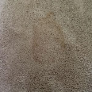 Urine on carpet